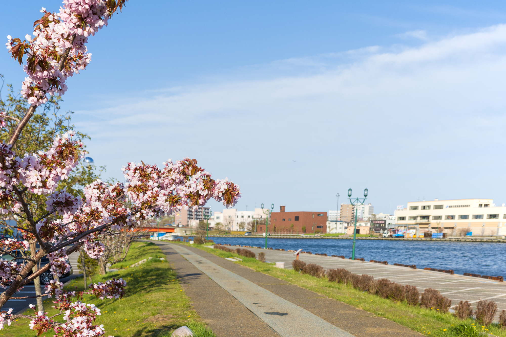 北海道釧路市の桜スポット一覧
