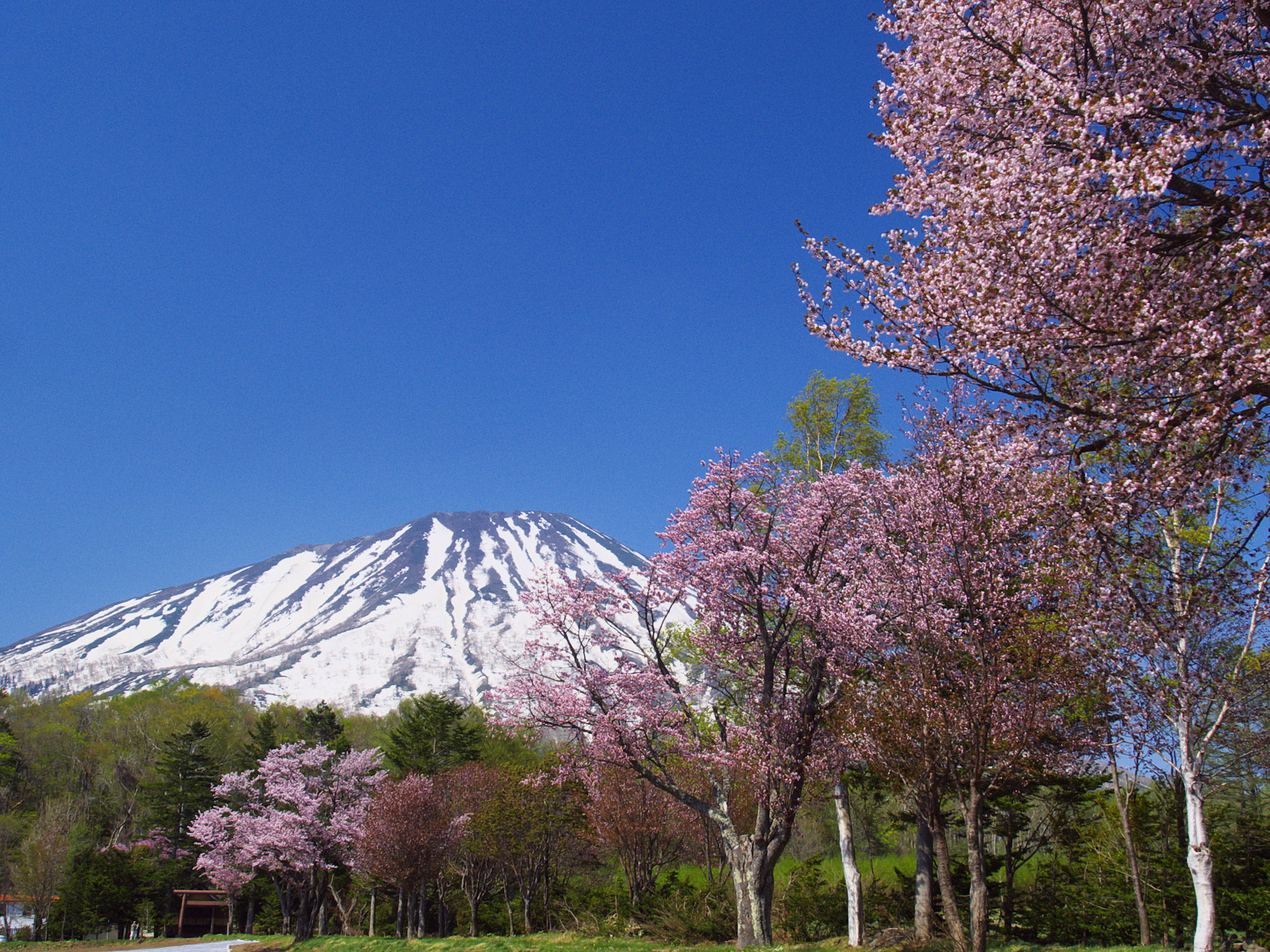 北海道真狩村の桜スポット一覧