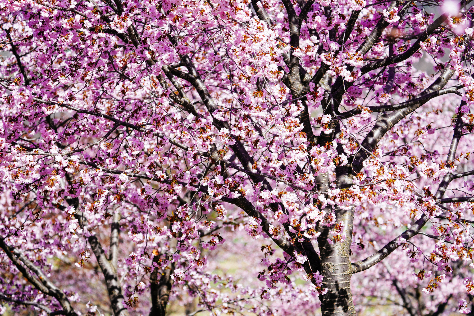 北海道中札内村の桜スポット一覧
