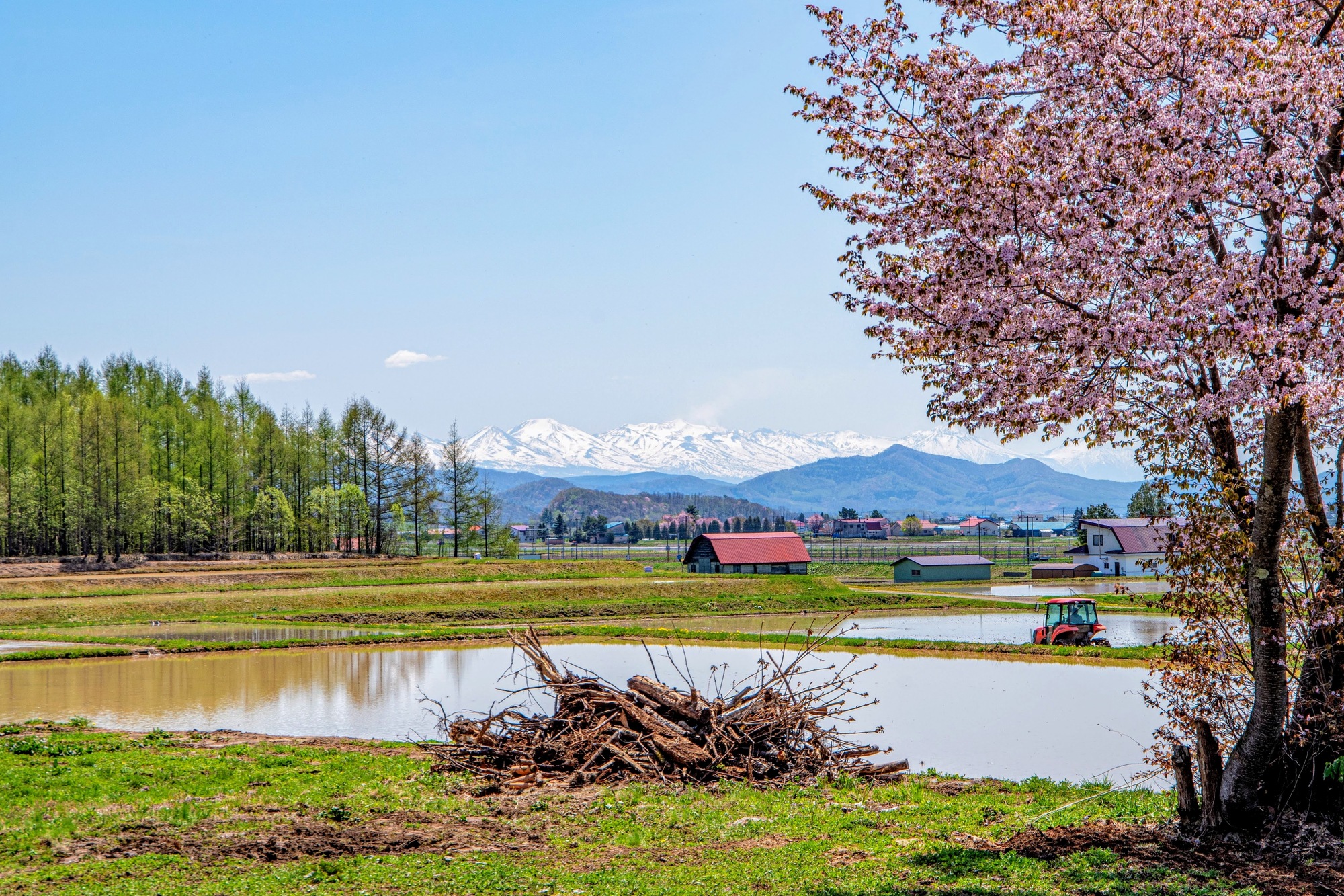 北海道比布町の桜スポット一覧