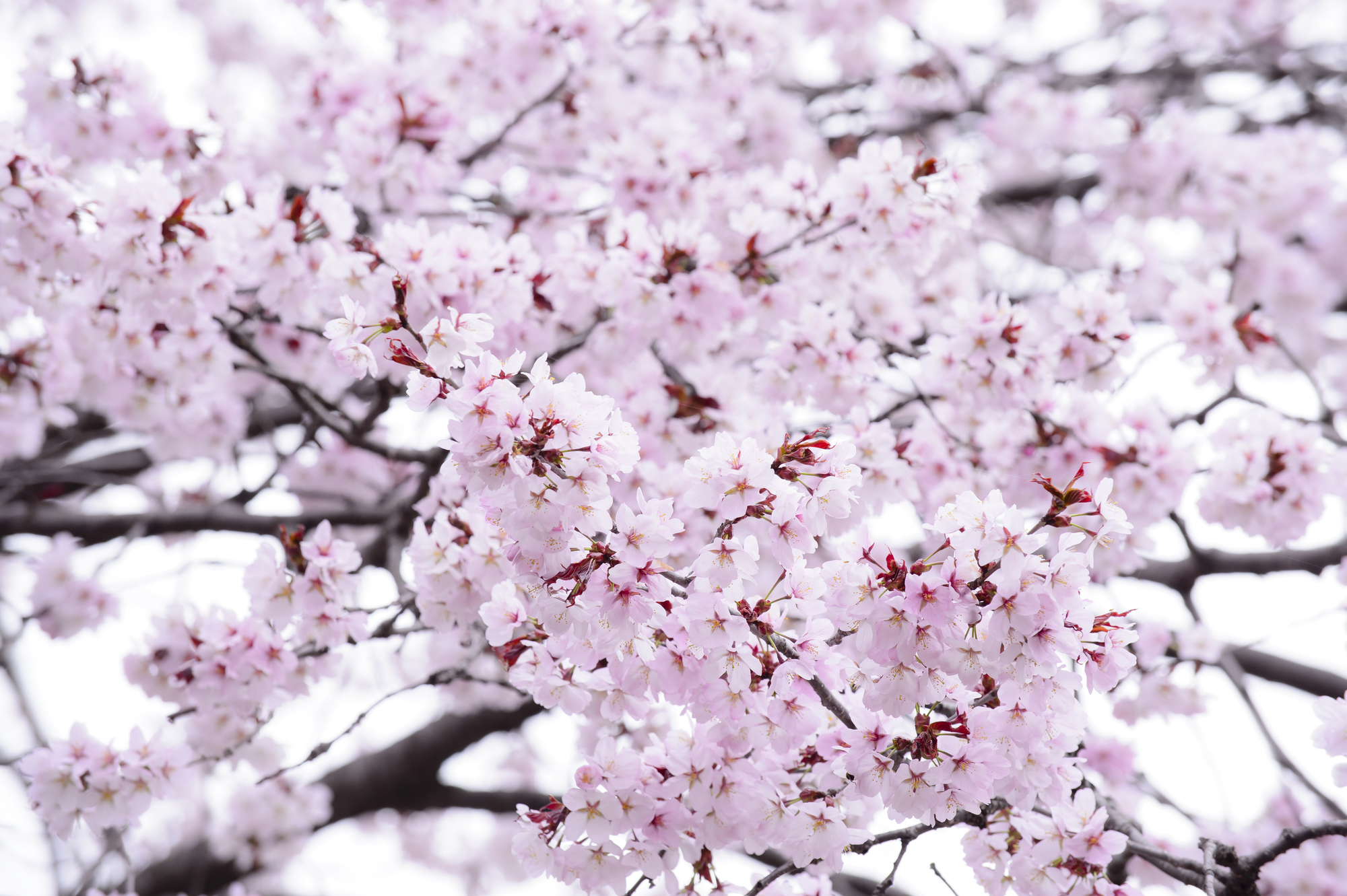北海道札幌市南区の桜スポット一覧