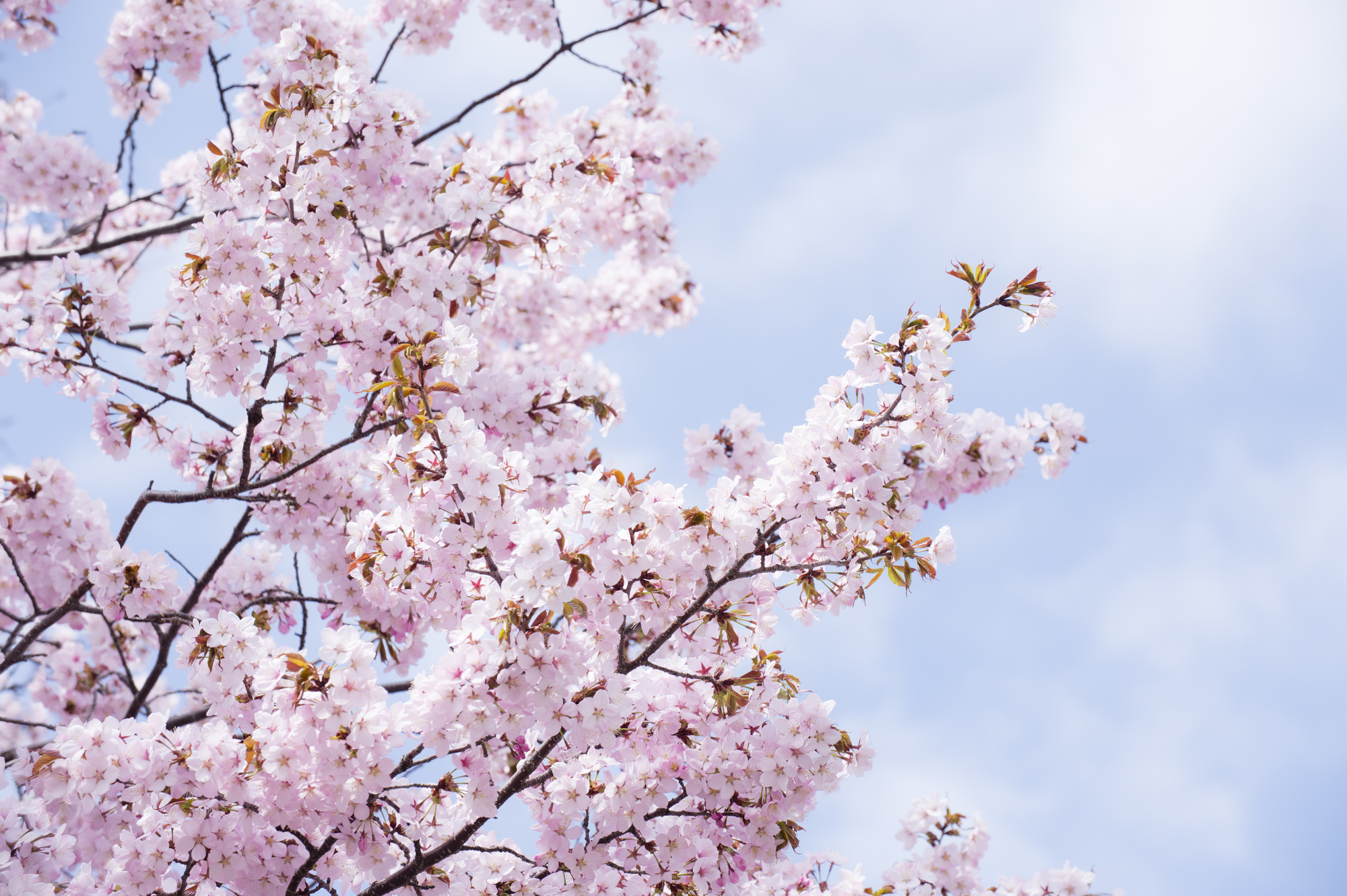 北海道札幌市西区の桜スポット一覧