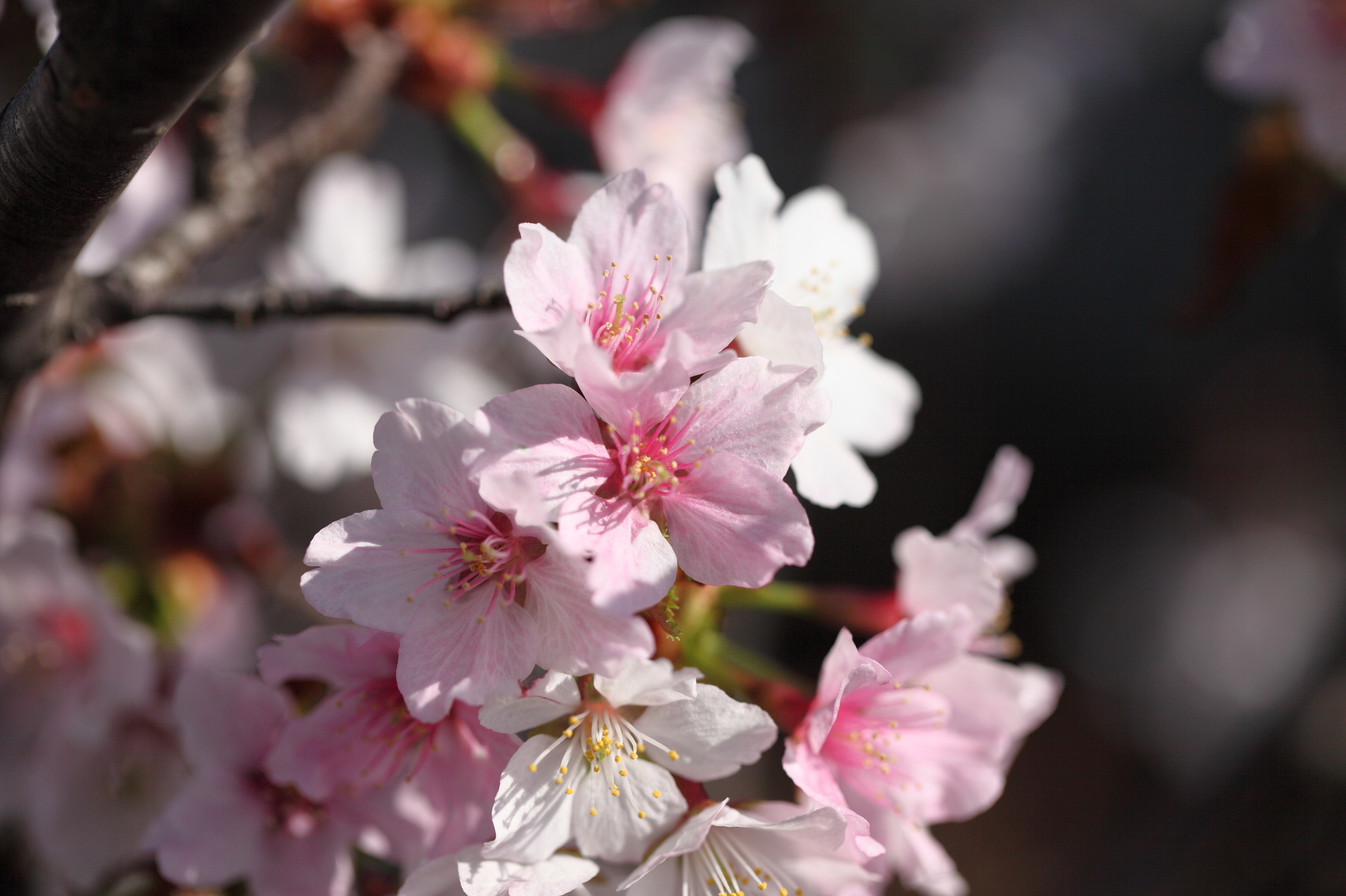 北海道札幌市豊平区の桜スポット一覧