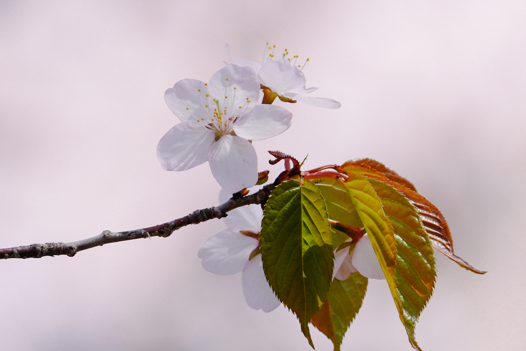 北海道新得町の桜スポット一覧