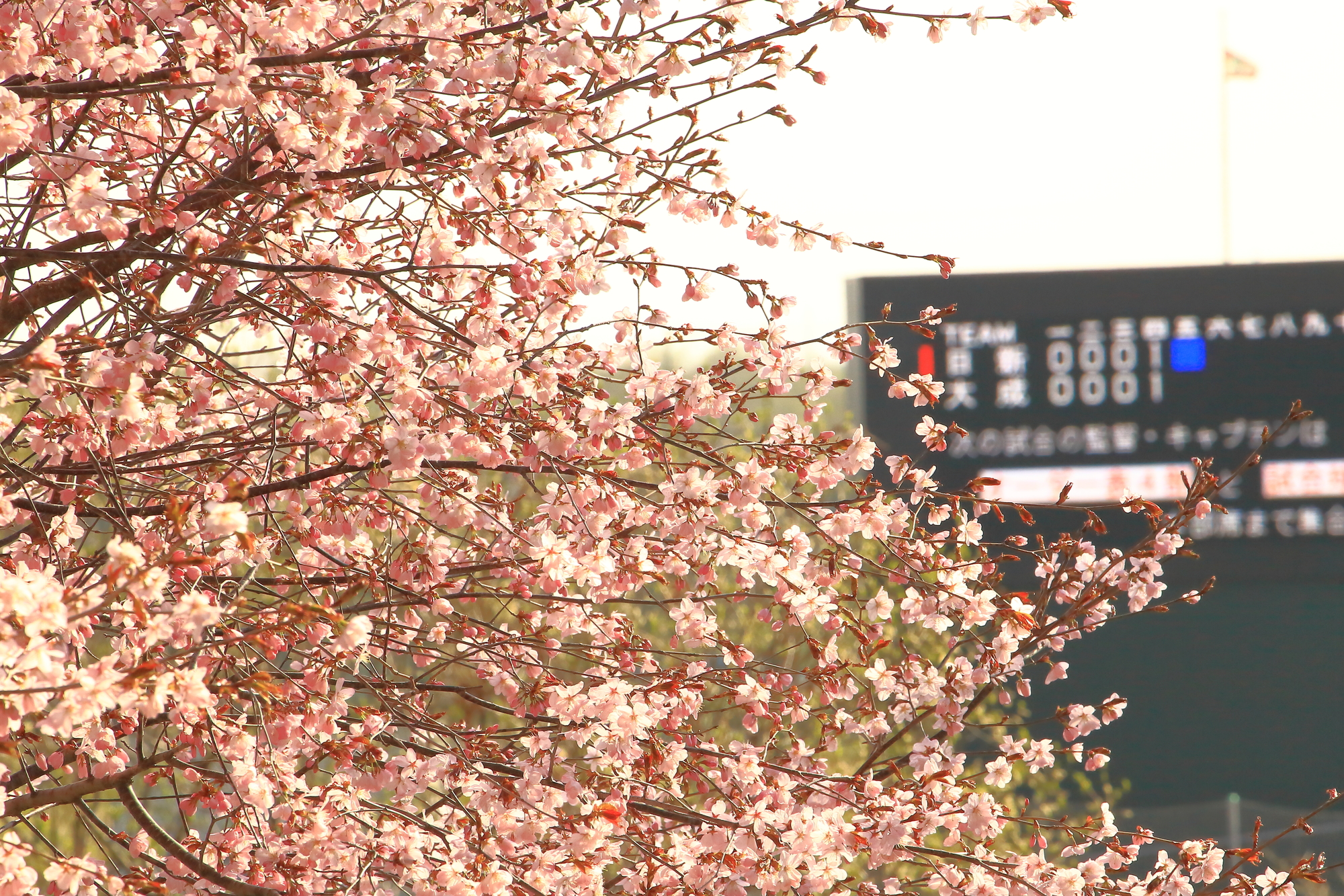 北海道苫小牧市の桜スポット一覧