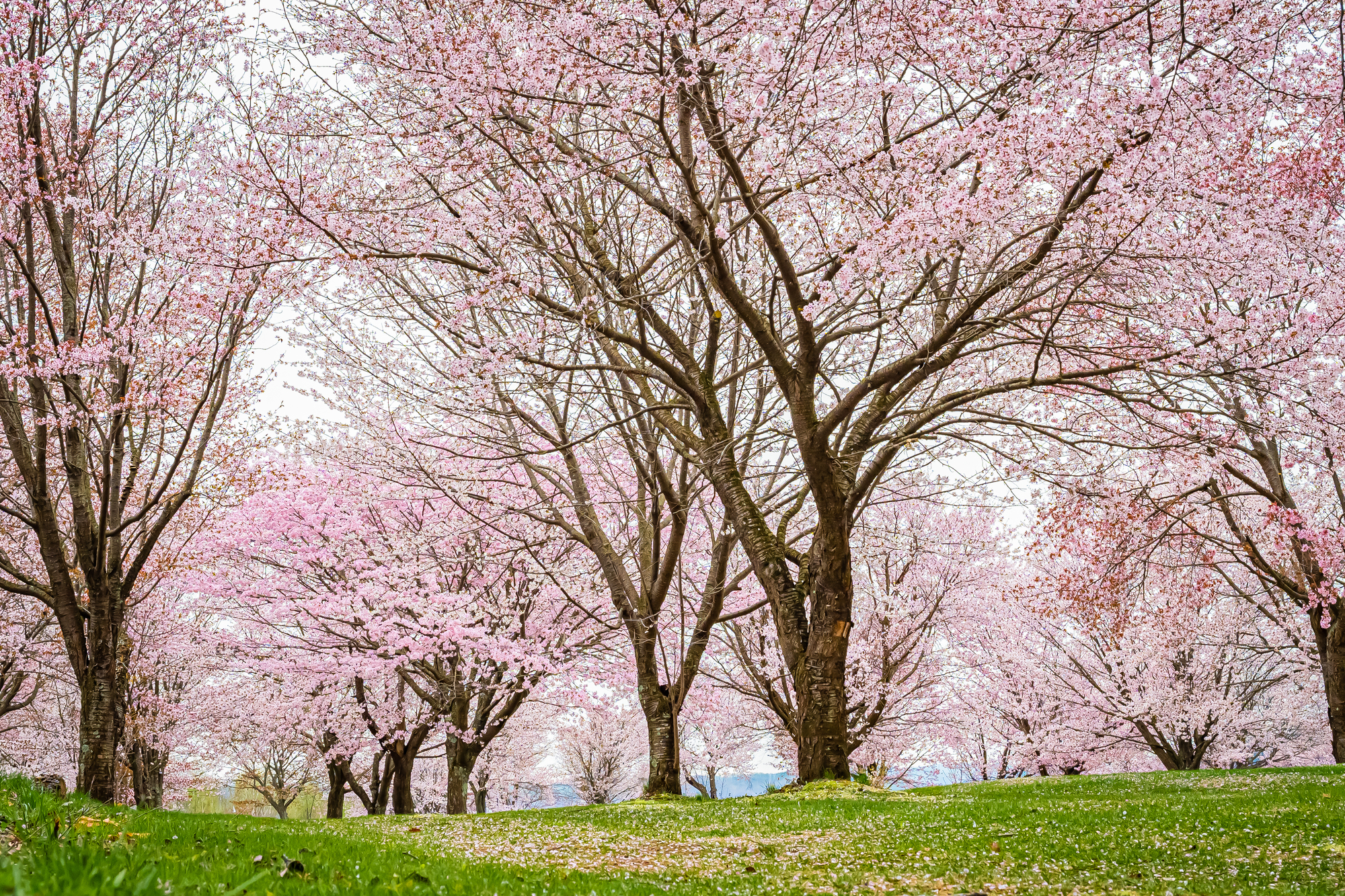北海道津別町の桜スポット一覧