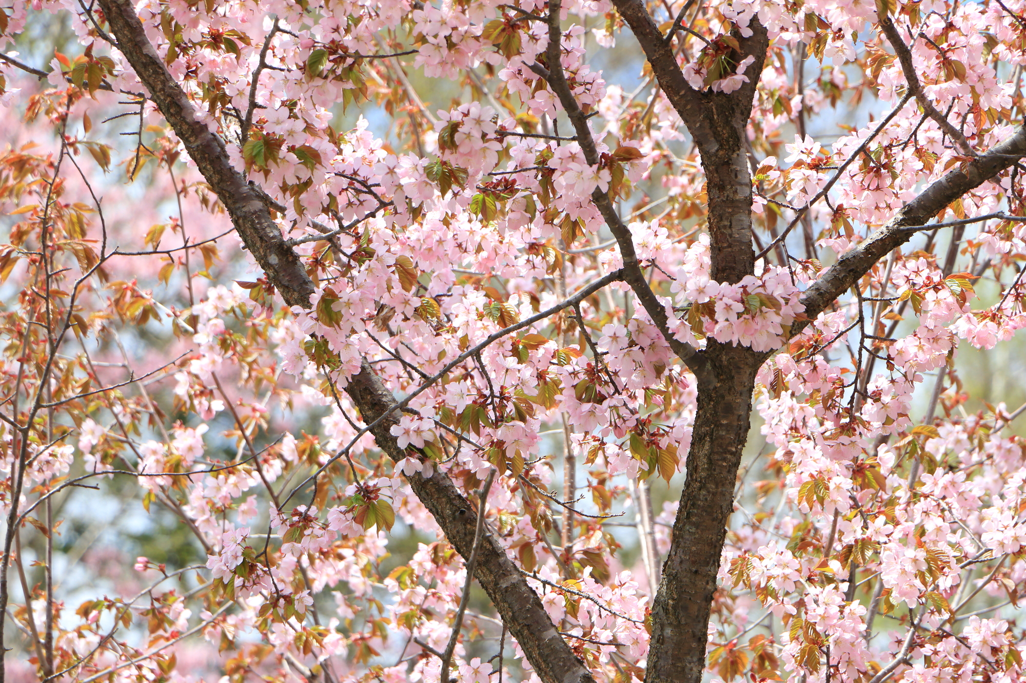 北海道和寒町の桜スポット一覧