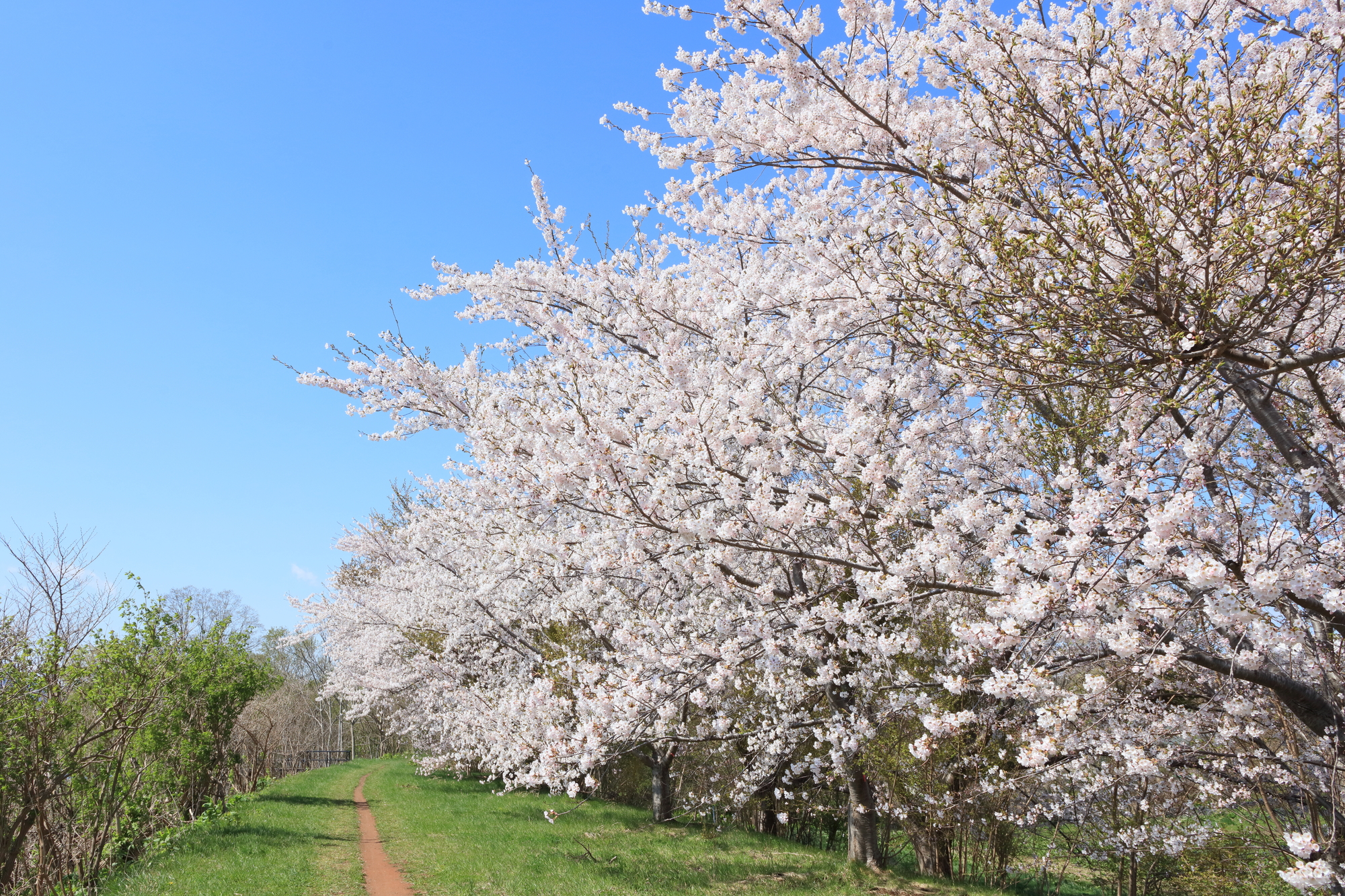 北海道余市町の桜スポット一覧