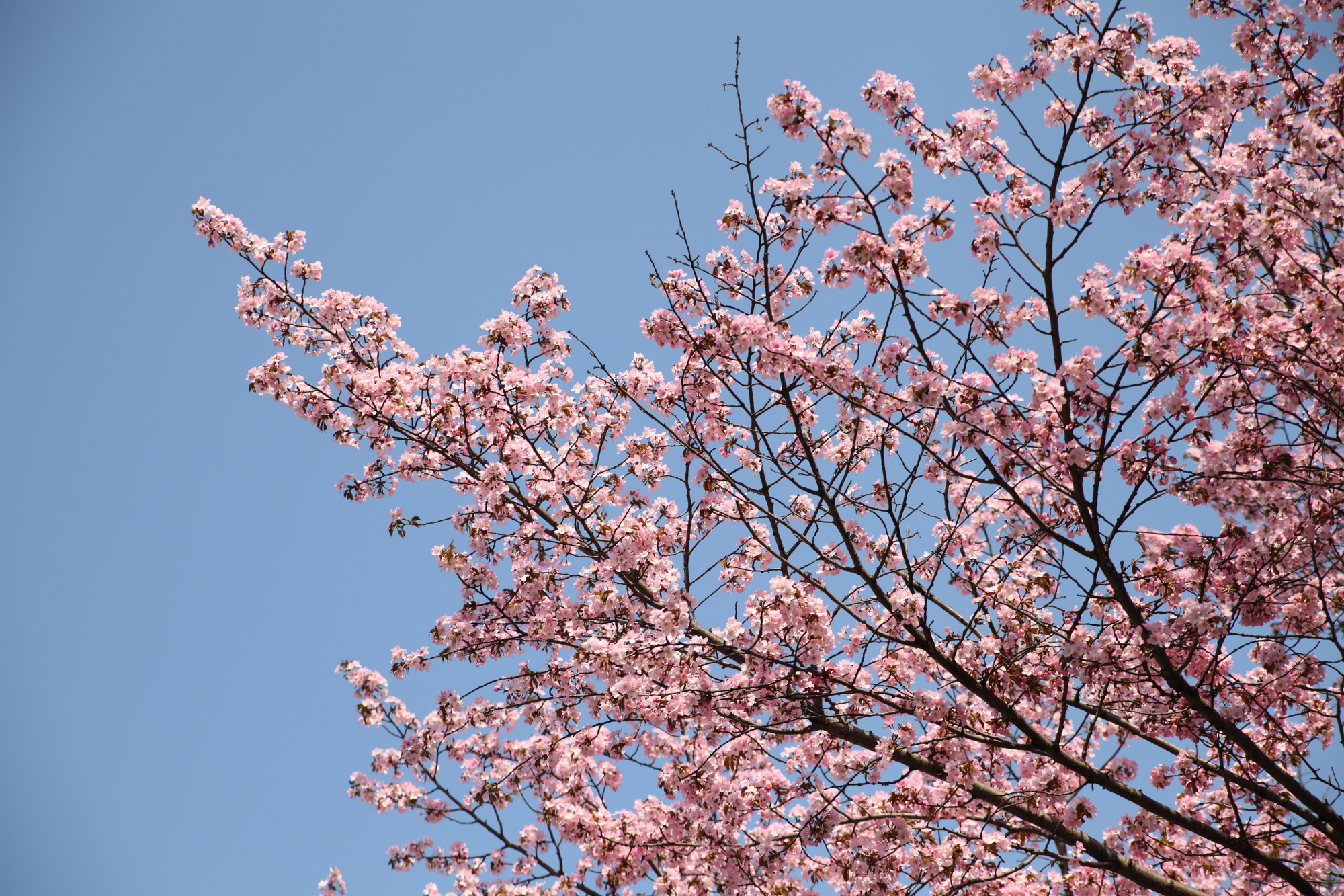 北海道札幌市中央区の桜スポット一覧