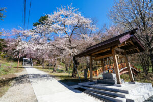 新得神社 桜