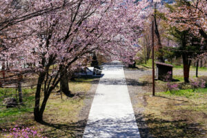 新得神社 桜