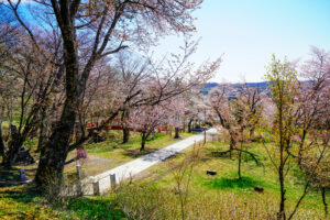 新得神社 桜