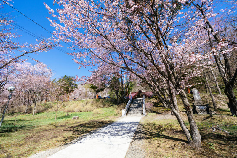 新得神社 桜