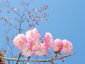 別保公園のクシロヤエザクラ(釧路八重)
