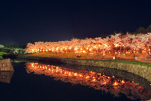 五稜郭公園の桜ライトアップ