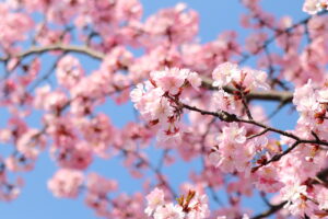 軽川桜づつみ