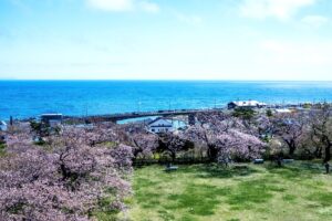 松前公園と津軽海峡の桜