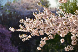 オニウシ公園 桜