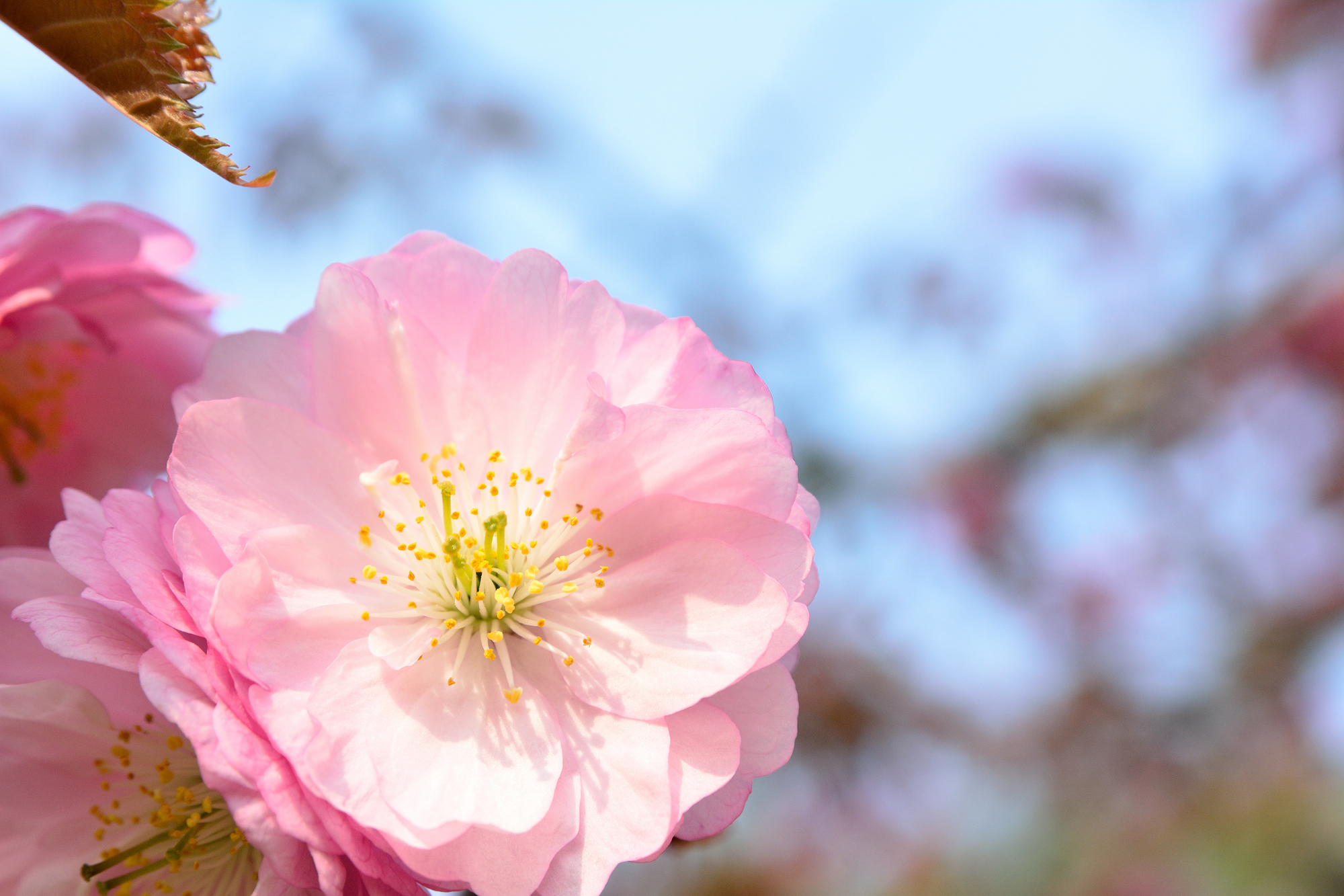 北海道釧路町の桜スポット一覧