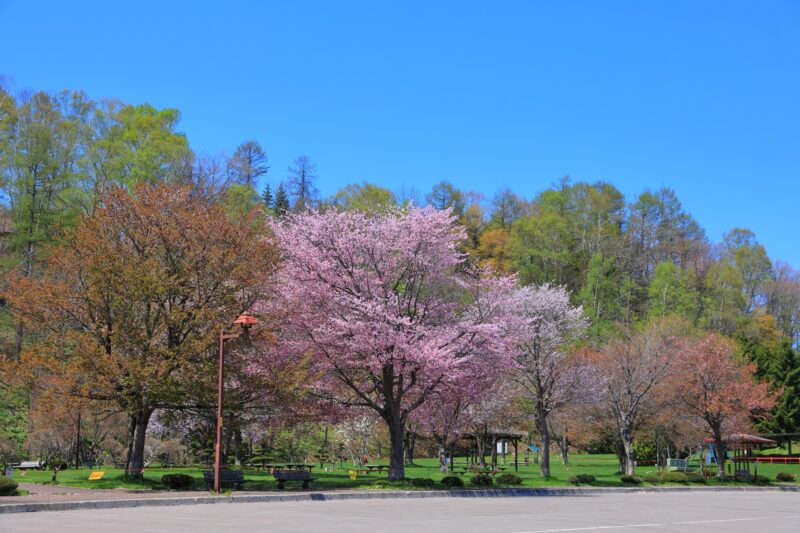 北海道京極町の桜スポット一覧
