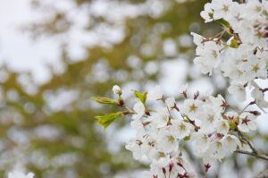 東明公園の桜
