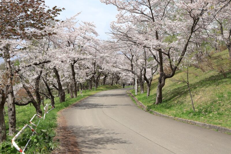 東明公園の桜